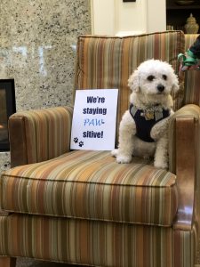 We're Staying PAWsitive!