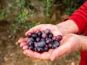 Older hands holding red grapes
