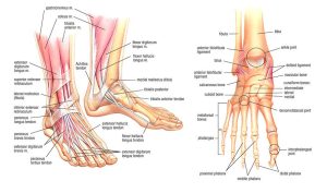 Foot Care Tips For Older Adults - All Seniors Care 22195374 1359825944135321 4189633416471834532 n