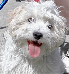 The Healing Power of Pets for Older Adults - All Seniors Care Oscar at Preston Park 2